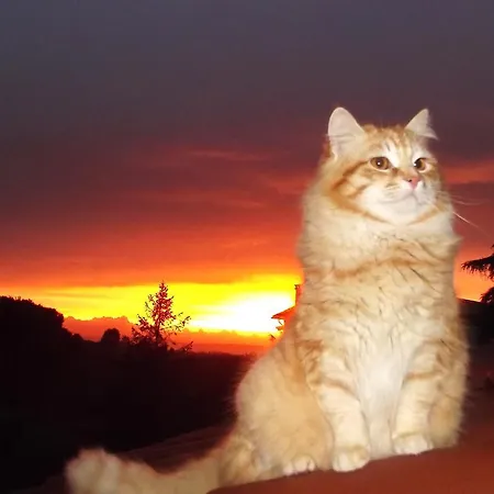 Bed & Breakfast Forum Cassii 3*